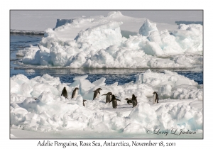 Adelie Penguins