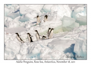 Adelie Penguins