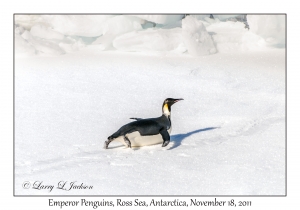 Emperor Penguin