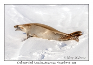 Crabeater Seal