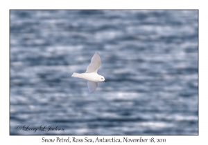 Snow Petrel