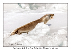 Crabeater Seal