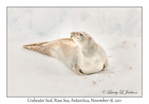 Crabeater Seal