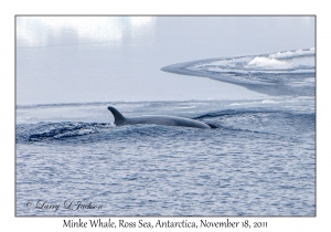 Minke Whale