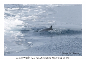 Minke Whale