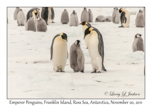 Emperor Penguins