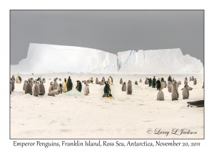 Emperor Penguins