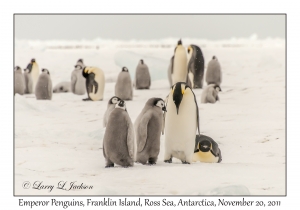 Emperor Penguins