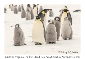 Emperor Penguins