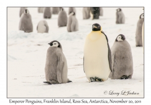 Emperor Penguins