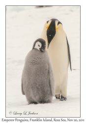 Emperor Penguins