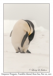 Emperor Penguin