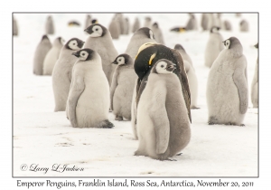 Emperor Penguins