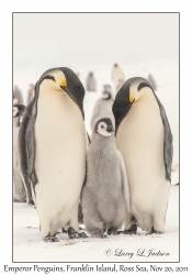 Emperor Penguins