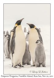 Emperor Penguins