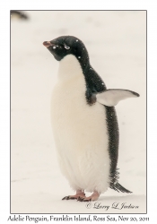 Adelie Penguin