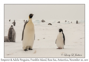 Emperor & Adelie Penguin