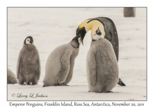 Emperor Penguins