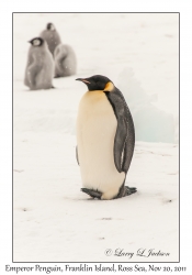 Emperor Penguin