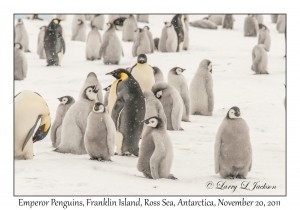 Emperor Penguins