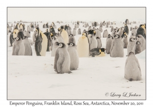 Emperor Penguins