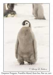 Emperor Penguin