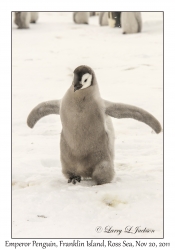 Emperor Penguin