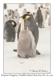 Emperor Penguins