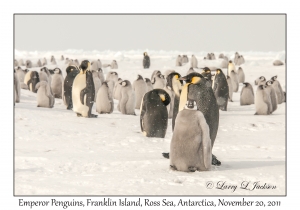 Emperor Penguins