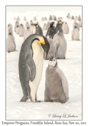 Emperor Penguins