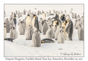 Emperor Penguins