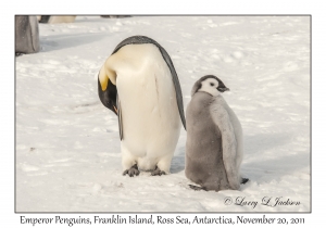 Emperor Penguins