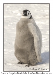 Emperor Penguin