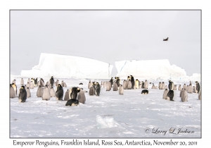 Emperor Penguins