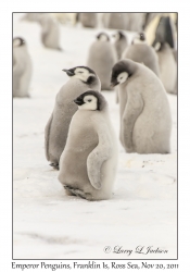 Emperor Penguins