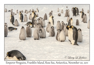 Emperor Penguins 1