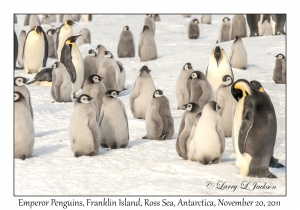 Emperor Penguins