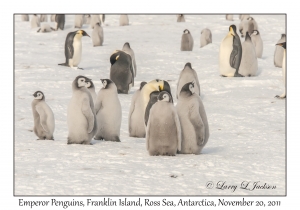 Emperor Penguins