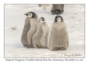 Emperor Penguins