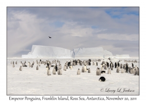 Emperor Penguins