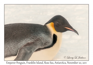 Emperor Penguin