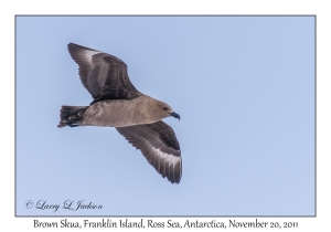 Brown Skua