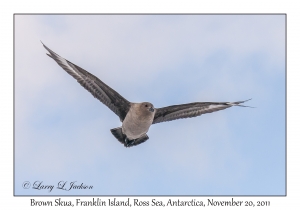 Brown Skua