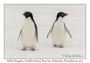 Adelie Penguins