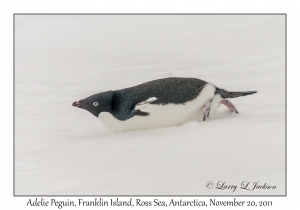 Adelie Penguin