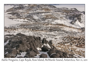 Adelie Penguins