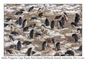 Adelie Penguins