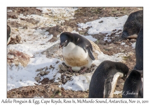 Adelie Penguin & Egg