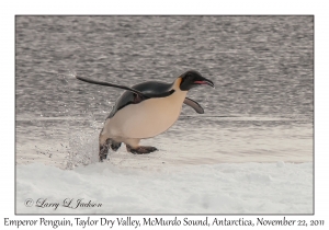 Emperor Penguin