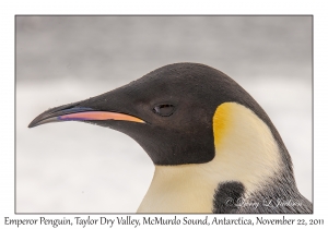 Emperor Penguin